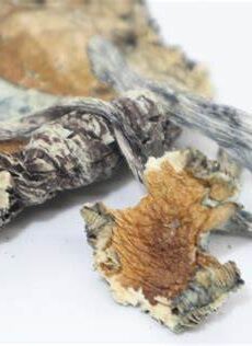 Blue Meanie Mushroom