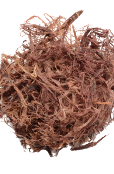 Mimosa hostilis – Inner root bark | Jurema Preta