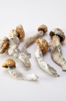 Penis Envy Mushrooms