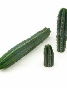 san pedro cactus peruvianus trichocereus