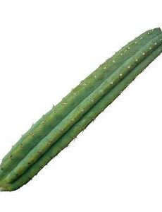 San Pedro Cactus Pachanoi