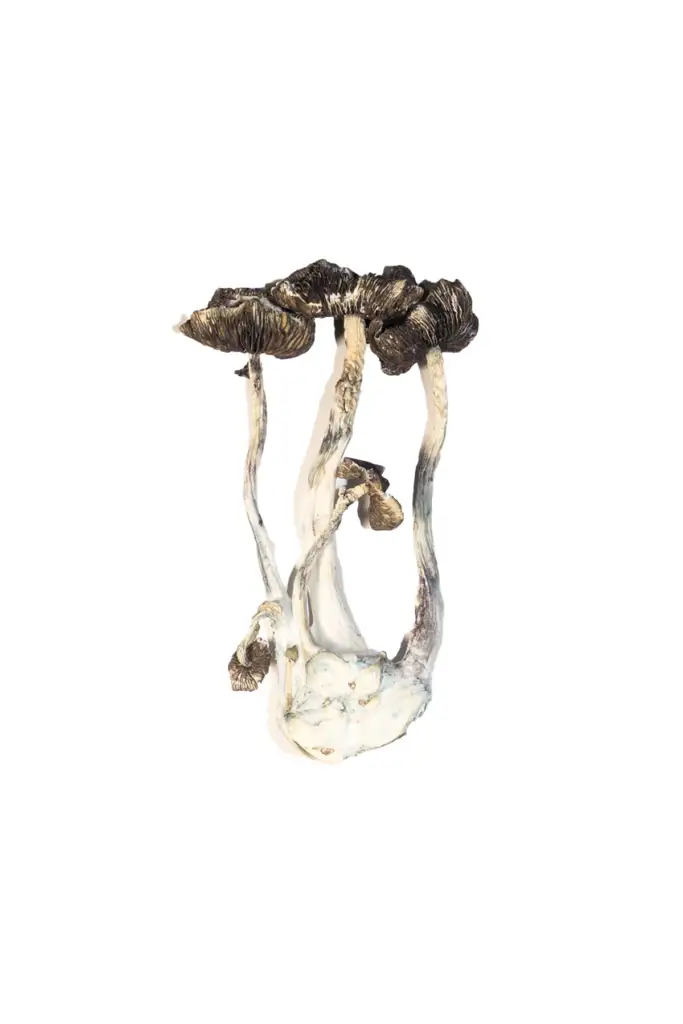 Buy Albino A+ Magic Mushrooms Online